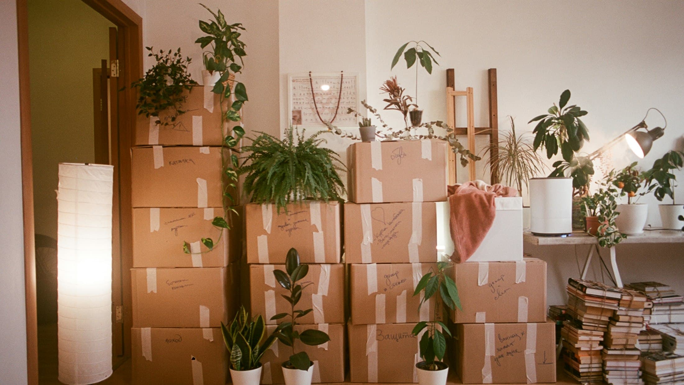 Cartons de déménagement empilés dans une pièce claire, entre des plantes vertes